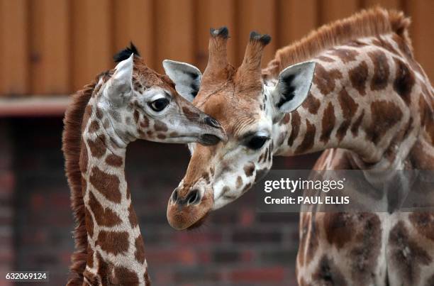 Murchison , a baby Rothschild giraffe, receives attention from another giraffe as he ventures out of the Giraffe House at Chester Zoo in Chester,...