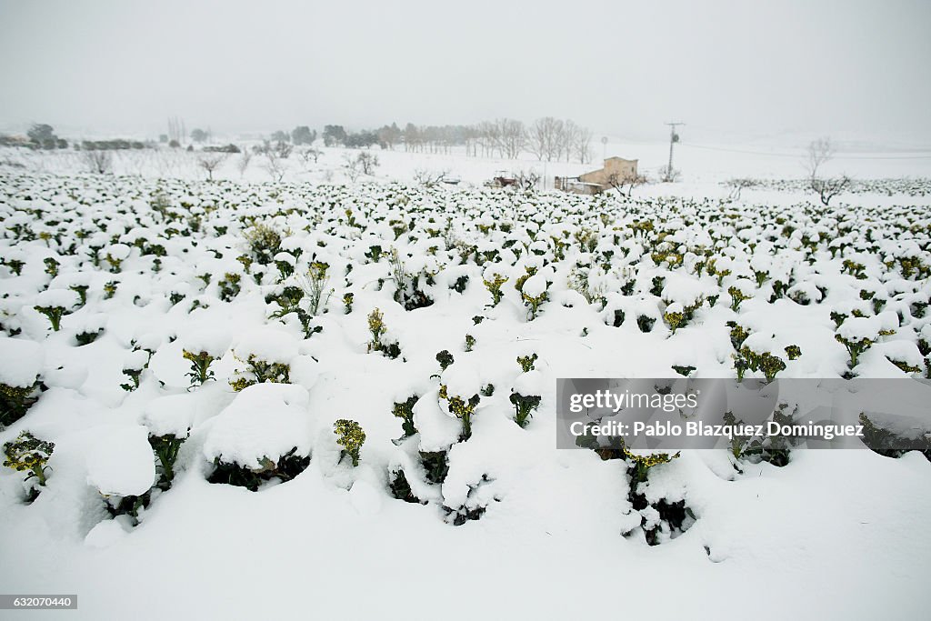 Increase In Vegetable Prices Due To Cold Weather Across Italy And Spain