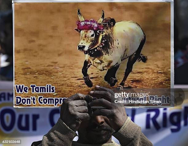 Jallikattu supporters during the protest march against Jallikattu ban at Jantar-Mantar on January 19, 2017 in New Delhi, India. Protests demanding...