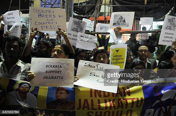 Kolkata Tamilians organised a demonstration in the support of banned Jallikattu sports on January 19, 2017 at South Kolkata, India. Protests...