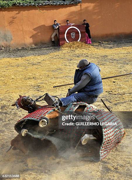 Colombian picador Cayetano Romero is thrown from his horse by a bull during a bullfighting training session at the Mondoñedo's fighting bulls ranch...