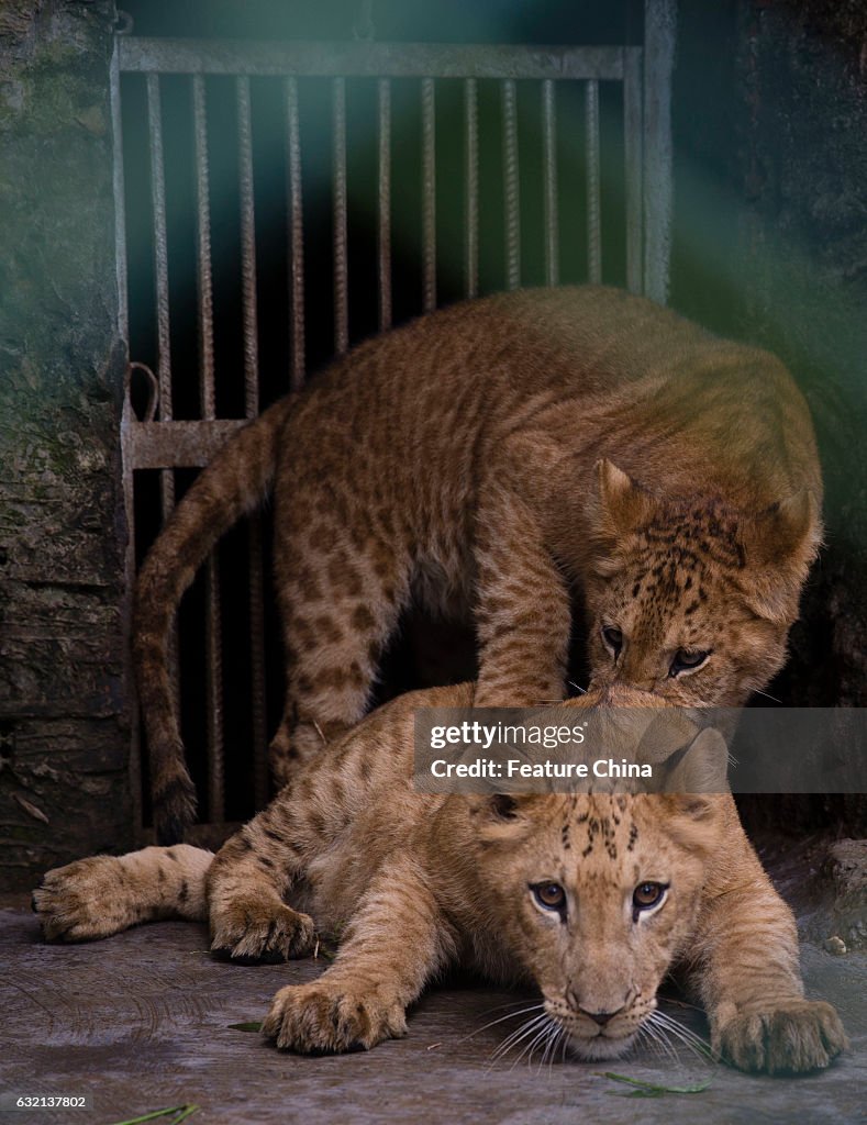 Litigon Cubs In A Safari Zoo In China's Haikou