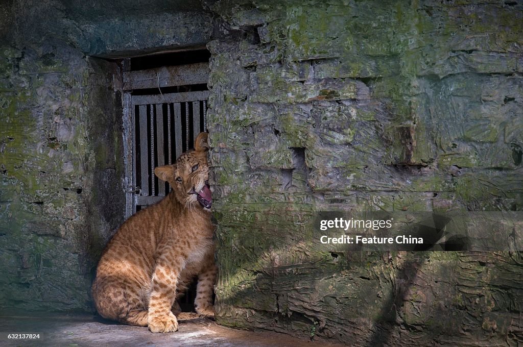 Litigon Cubs In A Safari Zoo In China's Haikou