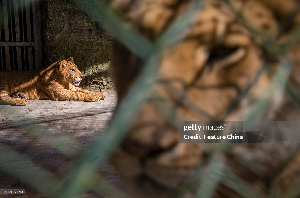 Litigon Cubs In A Safari Zoo In China's Haikou