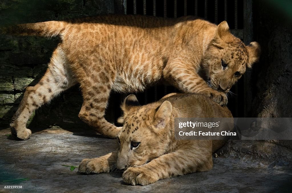 Litigon Cubs In A Safari Zoo In China's Haikou
