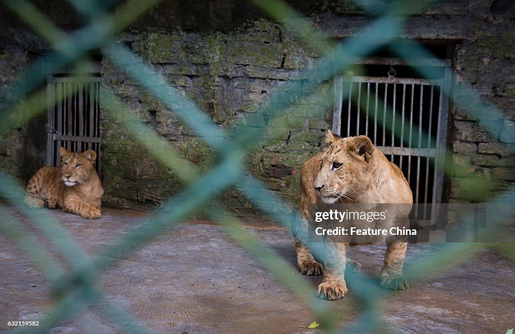 Litigon Cubs In A Safari Zoo In China's Haikou
