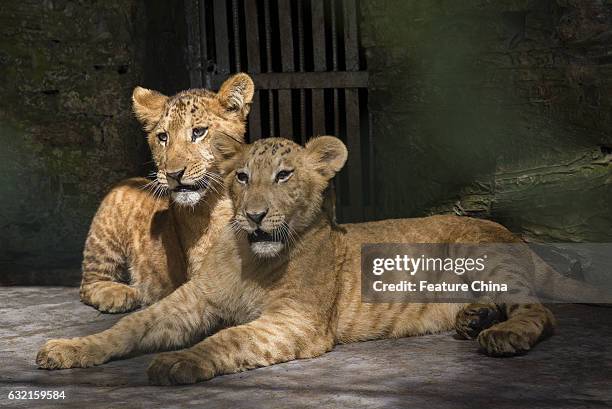 38 Lion Tiger Hybrid Photos and Premium High Res Pictures - Getty Images 38 Lion Tiger Hybrid Photos and Premium High Res Pictures - Getty Images