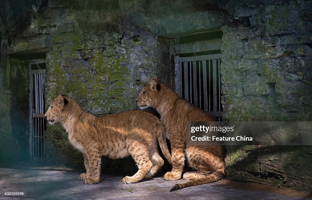 Litigon Cubs In A Safari Zoo In China's Haikou