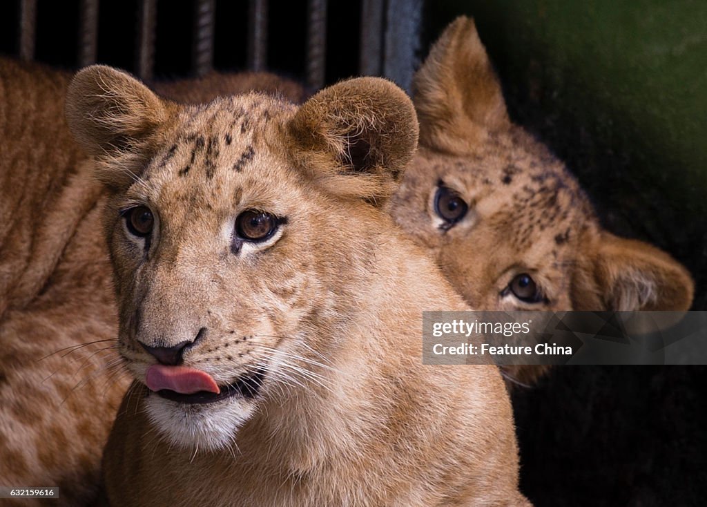 Litigon Cubs In A Safari Zoo In China's Haikou