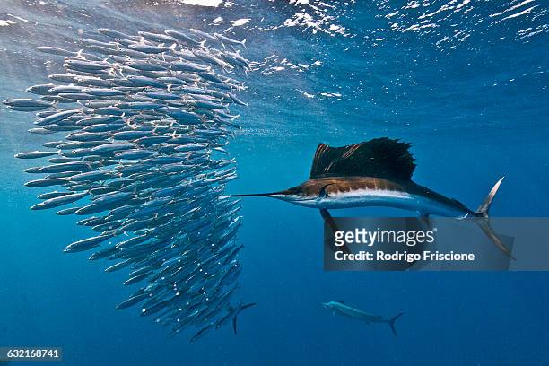 Atlantic sailfish (Istiophorus albicans) attacking a sardine baitball hoping to strike one with its serrated bill, Isla Mujeres, Mexico