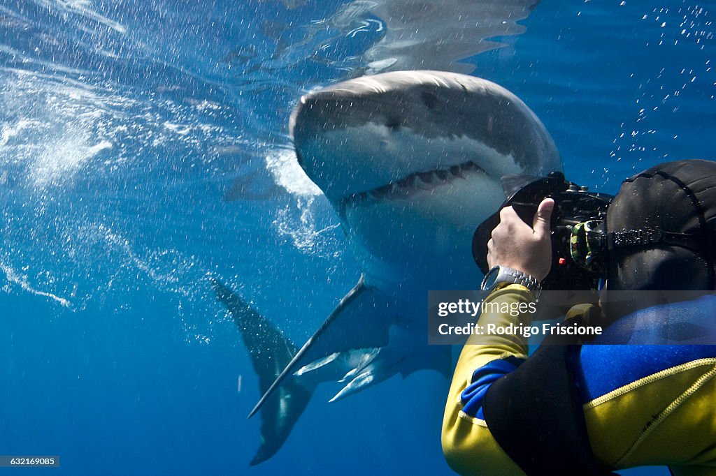 Great white shark (Carcharodon carcharias) making a close pass while photographer leans to take a picture, Guadalupe Island, Mexico