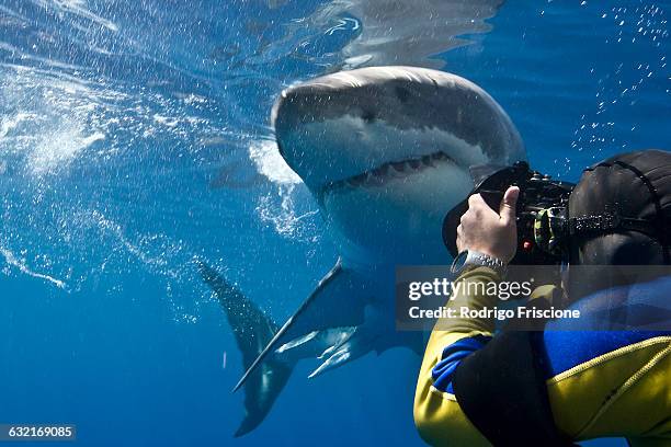 Great white shark (Carcharodon carcharias) making a close pass while photographer leans to take a picture, Guadalupe Island, Mexico