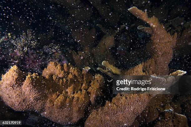 elkhorn (acropora palmata) coral spawning. on certain full moon nights during august, certain coral colonies release their eggs all together, cancun, mexico - 幼虫 ストックフォトと画像