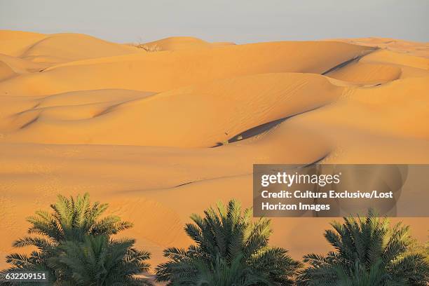 date palms and sand dunes in the empty quarter desert, between saudi arabia and abu dhabi , uae - date palm tree stock pictures, royalty-free photos & images