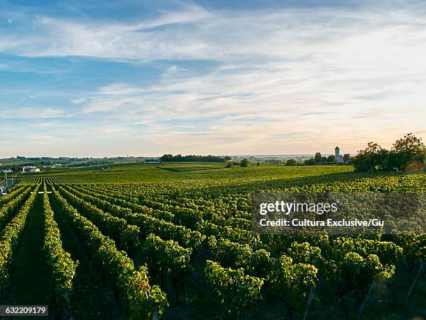 vineyard, bordeaux, france - bordeaux wine - fotografias e filmes do acervo