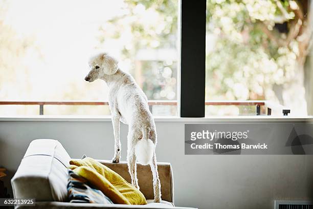 standard poodle standing on couch in living room - standard poodle stock-fotos und bilder