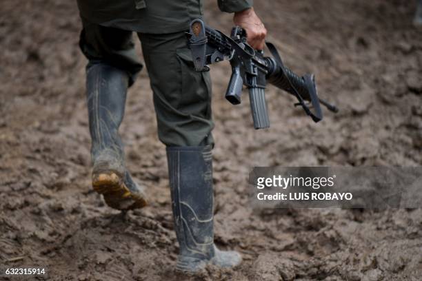 Member of the Revolutionary Armed Forces of Colombia guerrilla carries his rifle at the "Alfonso Artiaga" Front 29 FARC encampment in a rural area of...