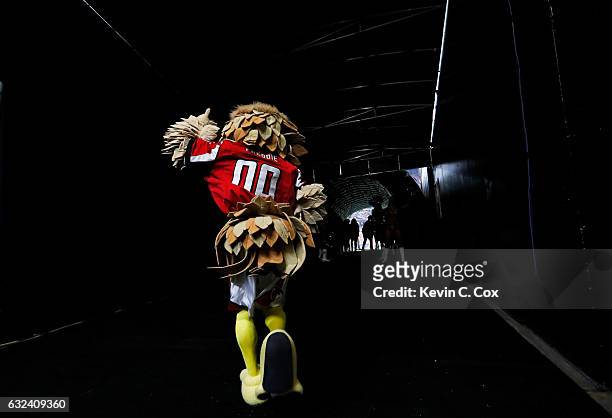 Atlanta Falcons mascot "Freddie Falcon" runs on to the field prior to the NFC Championship Game against the Green Bay Packers at the Georgia Dome on...