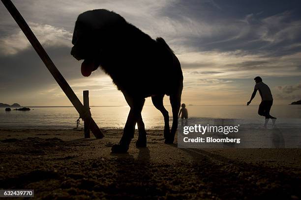 Dog walks on the beach at sunset in Koh Phangan, Surat Thani, Thailand, on Wednesday, Jan. 18, 2017. Tourist arrivals are forecast at 34.1 million...