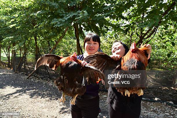 People take part in a chicken catching contest on January 22, 2017 in Guangzhou, Guangdong Province of China. The cock and hens beauty contest in...