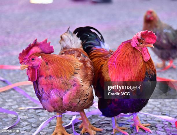 Cocks and hens participate in a beauty contest at Chuanloo Manor on January 22, 2017 in Foshan, Guangdong Province of China. The cock and hens beauty...