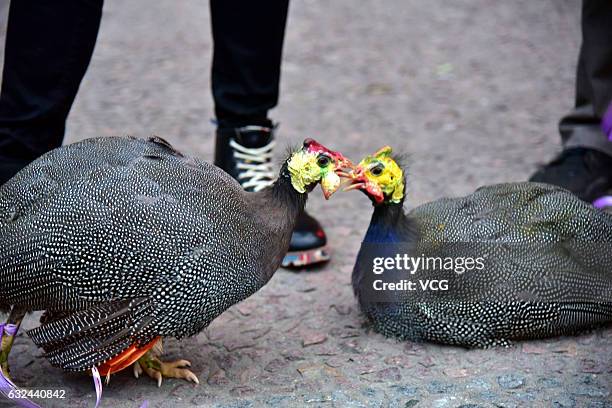 Cocks and hens participate in a beauty contest at Chuanloo Manor on January 22, 2017 in Foshan, Guangdong Province of China. The cock and hens beauty...