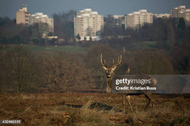 Young red deer stag in Richmond Park enjoy the winter sun January 22nd 2017 in London. Hundreds of wild red and fallow deer roam freely in the park...