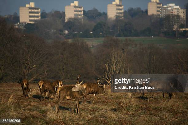 Young red deer stags in Richmond Park enjoy the winter sun January 22nd 2017 in London. Hundreds of wild red and fallow deer roam freely in the park...