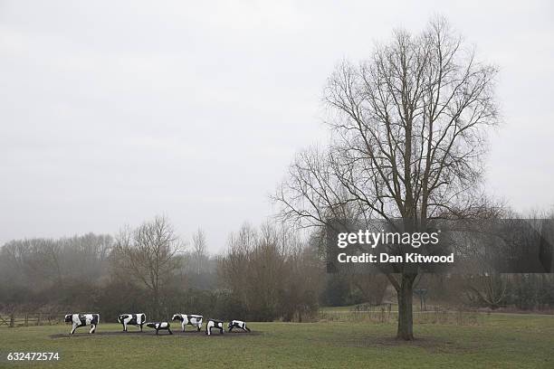 Milton Keynes' famous Concrete Cows sculpture created by Canadian artist Liz Leyh in 1978, stand on the outskirts of the town on January 23, 2017 in...