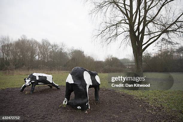 Milton Keynes' famous Concrete Cows sculpture created by Canadian artist Liz Leyh in 1978, stand on the outskirts of the town on January 23, 2017 in...