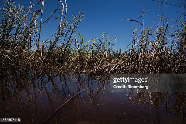 Flooded soybean fields stand in Santa Fe, Argentina, on Friday, Jan. 20, 2017. Argentina's worst rains in three decades have sent soybean prices on a...