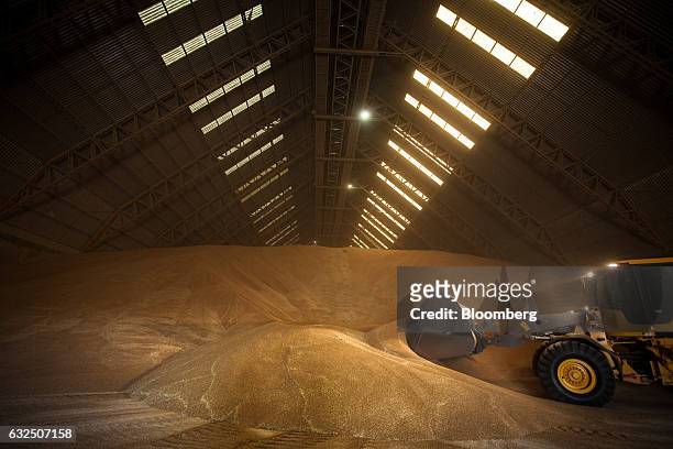 Truck piles wheat inside the storage facility at the Argentine Cooperatives Association port in Sante Fe, Argentina, on Thursday, Jan. 19, 2017....