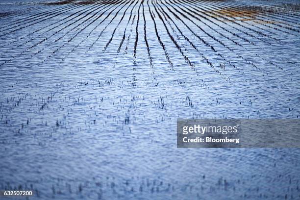 Flooded soybean fields stand in Santa Fe, Argentina, on Friday, Jan. 20, 2017. Argentina's worst rains in three decades have sent soybean prices on a...