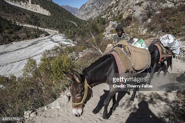 Donkeys walk along a narrow trail domintaing on a trail in the valley of the Bhagirathi River which marks the origin of the Ganges River in the...