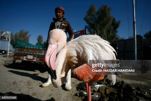 An Iraqi boy stands behind a flamingo bird lined up for sale at a black market in the holy Shiite city of Najaf, on January 24, 2017. Flamingo birds,...