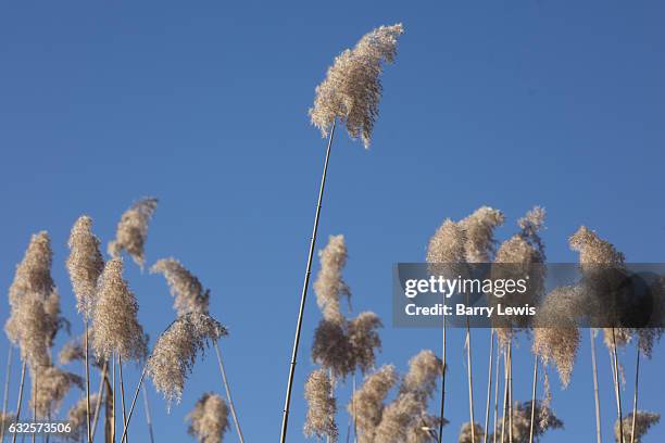 Giant Reed Stock Fodder Giant Reed Photos and Premium High Res Pictures - Getty Images