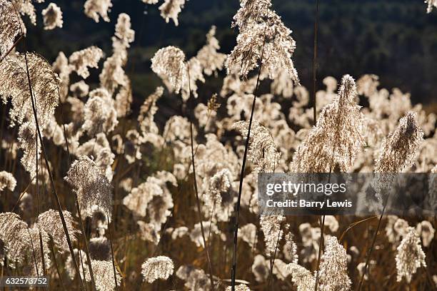 Giant Reed Stock Fodder Giant Reed Photos and Premium High Res Pictures - Getty Images