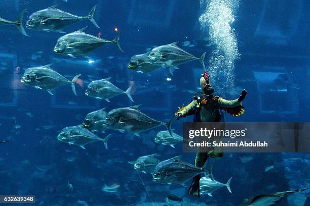 Diver dressed in a rooster costume dives in the S.E.A Aquarium at Resorts World Sentosa on January 25, 2017 in Singapore. On January 28, people...