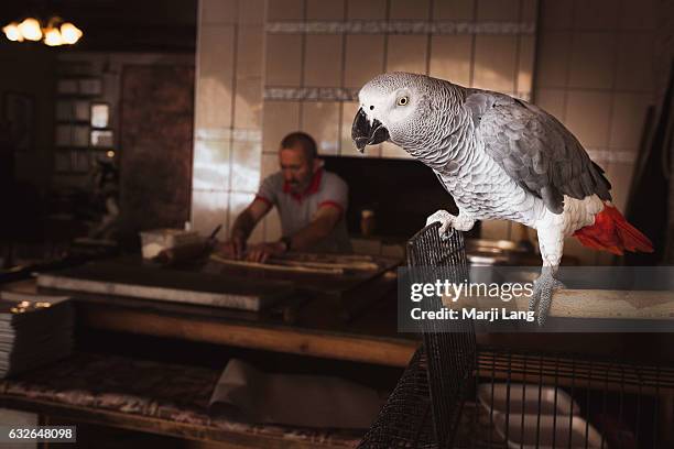 This African grey parrot is the friendly mascot of a restaurant in Goreme, Cappadocia, Turkey.