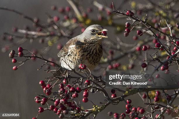 Fieldfare feeds on berries near Rainham Marshes on January 20, 2017 in London, England. Many migratory birds such as Fieldfare and Redwing are...