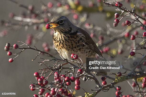 Fieldfare feeds on berries near Rainham Marshes on January 20, 2017 in London, England. Many migratory birds such as Fieldfare and Redwing are...