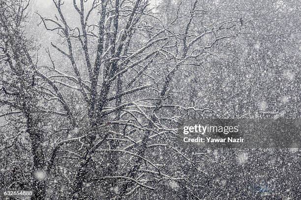 An eagle sits on a tree covered with snow during a heavy snowfall on January 25, 2017 In Srinagar, the summer capital of Indian administered Kashmir,...