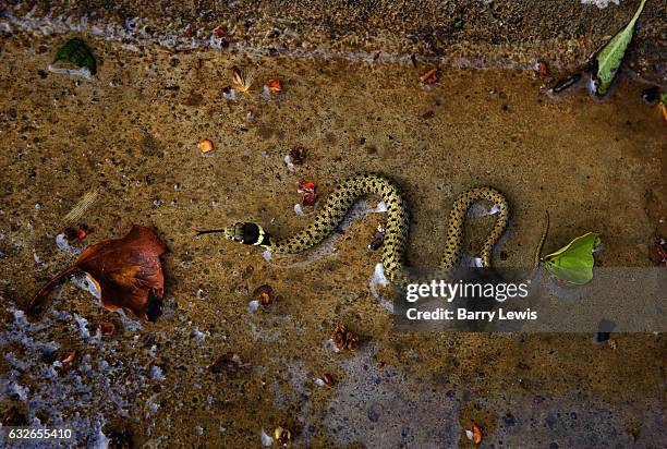 Yellow and black-dotted grass snake in water culvert, 16th April 2007, Lagrasse, France.