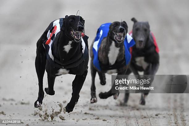 Greyhounds in action during the third race at the Coral Brighton & Hove Greyhound Stadium on January 25, 2017 in Brighton, England.