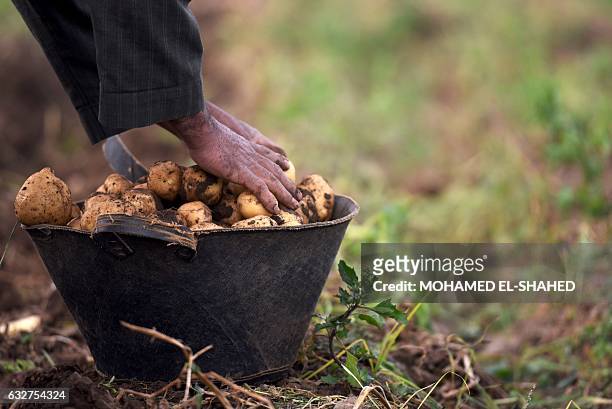 An Egyptian worker harvests potatoes in a field in the village of Shamma in the Egyptian Nile Delta province of al-Minufiyah on January 26, 2017. /...
