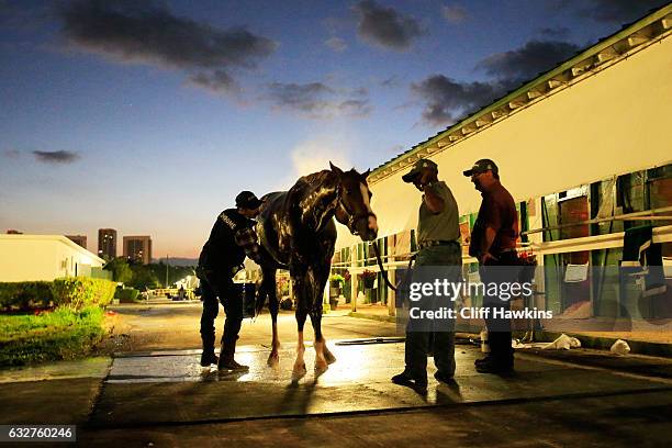 California Chrome is bathed after a morning workout prior to the $12 Million Pegasus World Cup at Gulfstream Park on January 26, 2017 in Hallandale,...