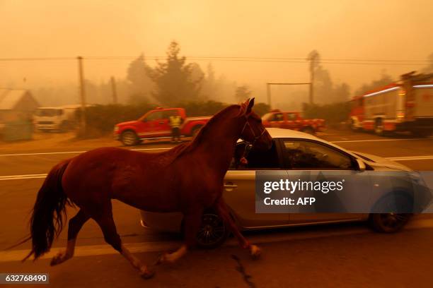 People leave San Ramon in a car taking their horse by the reins after a forest fire devastated the nearby town of Santa Olga, 240 kilometres south of...