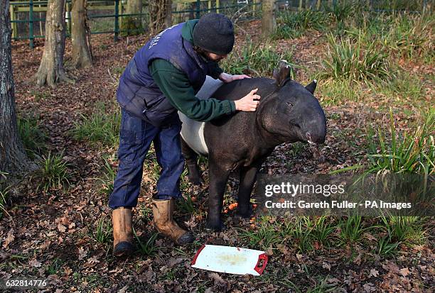 Kingut, Europe&Otilde;s oldest Malayan Tapir, celebrates his 39th birthday with keeper Ben Cosgrove in his enclosure at Port Lympne Wild Animal Park...