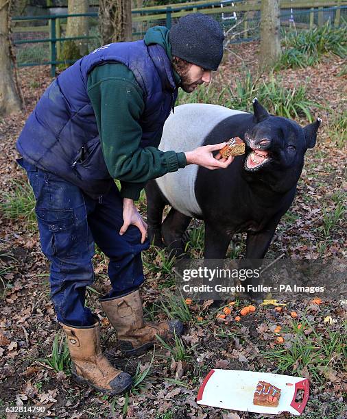 Kingut, Europe&Otilde;s oldest Malayan Tapir, is feed cake by his keeper Ben Cosgrove as he celebrates his 39th birthday in his enclosure at Port...