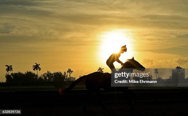 Horse works out ahead of the $12 Million Pegasus World Cup at Gulfstream Park on January 27, 2017 in Hallandale, Florida.